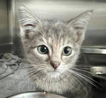 SUZIE -  Domestic Short Hair Cat for Adoption in Houston, Texas - SUZIE | PetCurious
