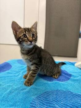 Dave Gunther -  Domestic Short Hair Cat for Adoption in Kansas City, Missouri - Dave Gunther | PetCurious