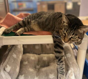 Rescue Domestic Short Hair Cats for Adoption in Herndon, Virginia - Stache | PetCurious