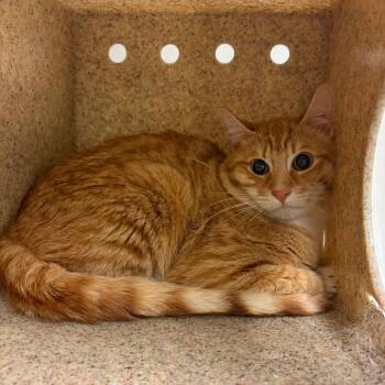 Jonesy -  American Shorthair Cat for Adoption in Reno, Nevada - Jonesy | PetCurious