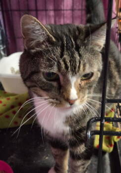 Rescue Domestic Short Hair Cats for Adoption in Dublin, Ohio - Misha | PetCurious