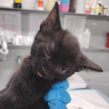 Domestic Short Hair Cats Available for Adoption in Summerville, South Carolina - Olivia | PetCurious