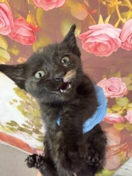 Domestic Short Hair Cats Available for Adoption in San Bernardino, California - CORA | PetCurious