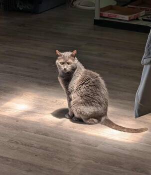 Rescue Domestic Short Hair Cats for Adoption in Melbourne, Florida - Gray | PetCurious