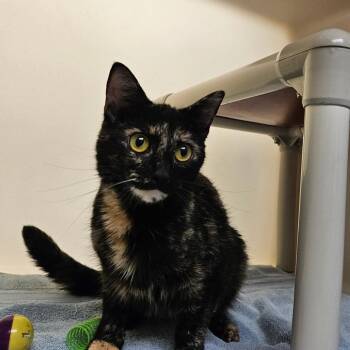 Jada -  Domestic Short Hair Cat for Adoption in Harrisonburg, Virginia - Jada | PetCurious