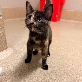 Saki -  Domestic Medium Hair Cat for Adoption in Bristol, Indiana - Saki | PetCurious