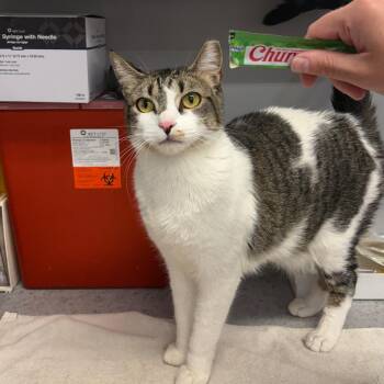 Xena -  Domestic Short Hair Cat for Adoption in Spokane, Washington - Xena | PetCurious