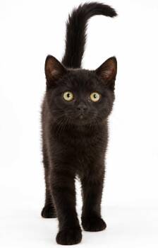 Boo -  Bombay Cat for Adoption in Walnut Creek, California - Boo | PetCurious