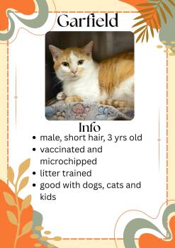 Domestic Short Hair Cats Available for Adoption in Greensburg, Indiana - Garfield | PetCurious