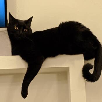 Merlin -  Domestic Short Hair Cat for Adoption in Rochester, Minnesota - Merlin | PetCurious