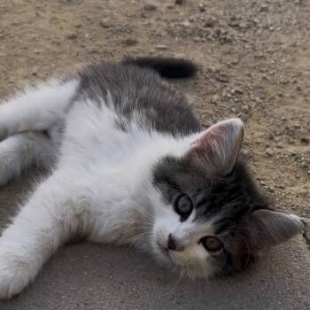 Musketeers -  Domestic Long Hair Cat for Adoption in Buellton, California - Musketeers | PetCurious
