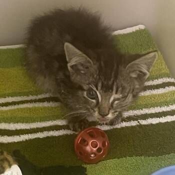 71458 -  Domestic Short Hair Cat for Adoption in Harrisonburg, Virginia - 71458 | PetCurious