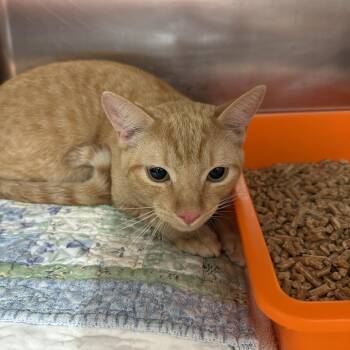 Domestic Short Hair Cats Available for Adoption - Goldie | PetCurious