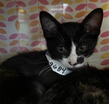 A229684 -  Domestic Short Hair Cat for Adoption in Woodland, California - A229684 | PetCurious