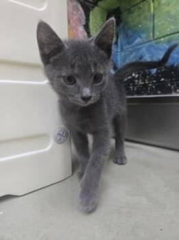 Ghost Pepper -  Domestic Short Hair Cat Available for Adoption in Savannah, Georgia - Ghost Pepper | PetCurious