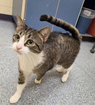 Venus -  Domestic Short Hair Cat for Adoption in Westland, Michigan - Venus | PetCurious