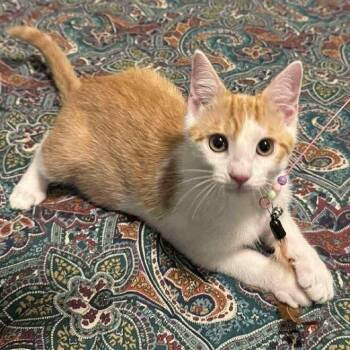 Rescue American Shorthair Cats for Adoption in Tunica, Mississippi - Twinkie | PetCurious