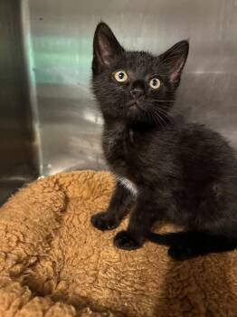 Leather -  Domestic Short Hair Cat Available for Adoption in Emerald Isle, North Carolina - Leather | PetCurious