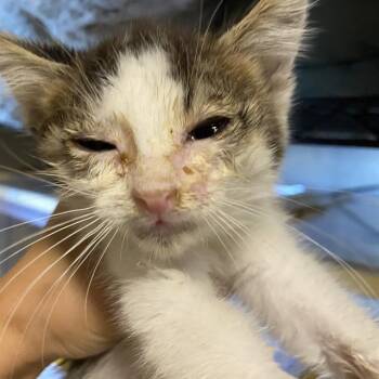 A613119 -  Domestic Medium Hair Cat for Adoption in Modesto, California - A613119 | PetCurious