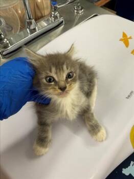 *BELL -  Domestic Medium Hair Cat for Adoption in Woodland, California - *BELL | PetCurious