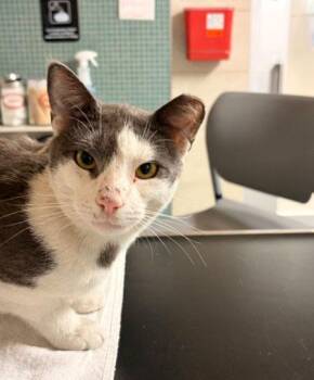 Bitty Bigmouth -  Domestic Short Hair Cat for Adoption in New York, New York - Bitty Bigmouth | PetCurious
