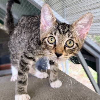 Rescue Domestic Short Hair Cats for Adoption in Boerne, Texas - Mustang | PetCurious