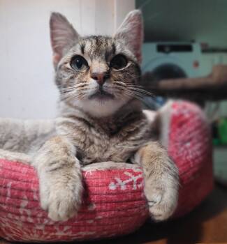 Rescue Tabby and Domestic Short Hair Cats for Adoption in Knoxville, Tennessee - Alcatrez | PetCurious