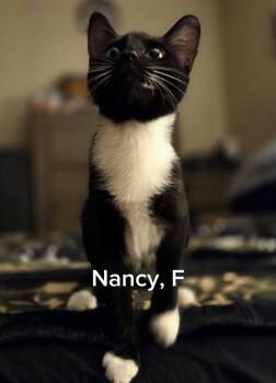 Nancy -  Tuxedo and Domestic Short Hair Cat for Adoption in Shrewsbury, Massachusetts - Nancy | PetCurious