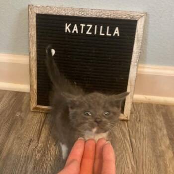 Katzilla C11998 -  Domestic Short Hair Cat for Adoption - Katzilla C11998 | PetCurious