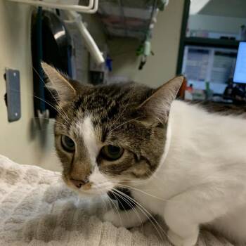 Seed -  Domestic Short Hair Cat for Adoption in Pasadena, California - Seed | PetCurious