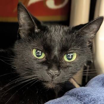 Yoshi -  Domestic Short Hair Cat for Adoption in Jefferson, Wisconsin - Yoshi | PetCurious