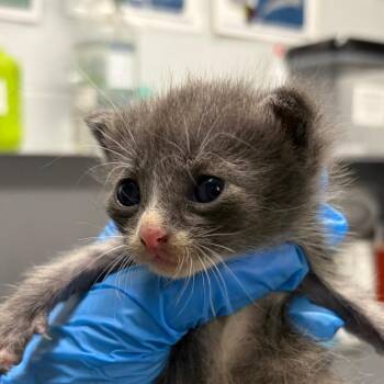 Water -  Domestic Short Hair Cat for Adoption in Summerville, South Carolina - Water | PetCurious