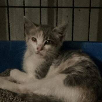 Dagger -  Domestic Short Hair Cat for Adoption in Durant, Oklahoma - Dagger | PetCurious