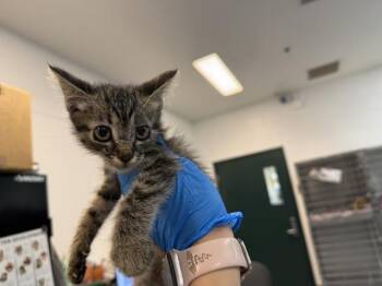 A1930325 -  Domestic Short Hair Cat for Adoption in Thousand Palms, California - A1930325 | PetCurious