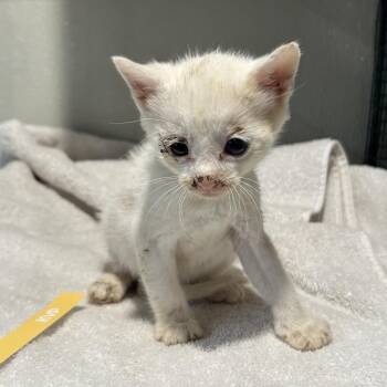 Shen* -  Domestic Short Hair Cat for Adoption in San Gabriel, California - Shen* | PetCurious