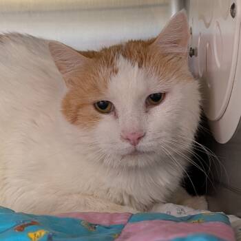 Rescue Domestic Short Hair Cats for Adoption in Spokane, Washington - Doozle | PetCurious