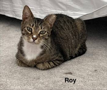 Domestic Short Hair Cats Available for Adoption in Apopka, Florida - Roy & Siegfried 1.1.25 | PetCurious