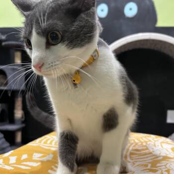 Aurora (Formerly Radley) -  Domestic Short Hair Cat for Adoption in Webster, Texas - Aurora (Formerly Radley) | PetCurious