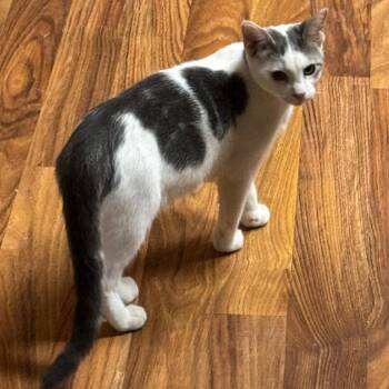 Tiddleywinks -  Domestic Short Hair Cat for Adoption in San Antonio, Texas - Tiddleywinks | PetCurious