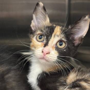 Runaway -  Domestic Short Hair Cat for Adoption in League City, Texas - Runaway | PetCurious