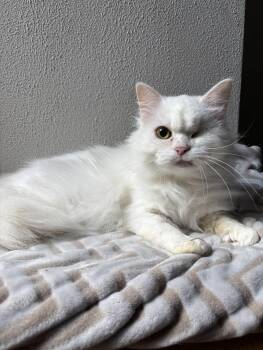 Persian Cats Available for Adoption in Pittsburgh, Pennsylvania - Hala | PetCurious