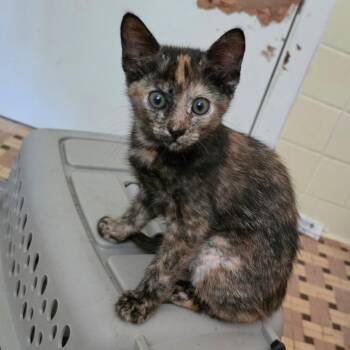 Baby -  Domestic Short Hair Cat Available for Adoption in Melrose, Florida - Baby | PetCurious