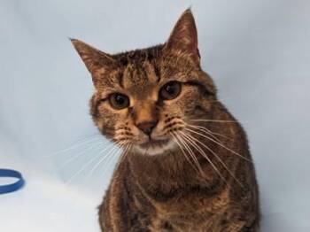 Crash -  Domestic Short Hair Cat for Adoption in Golden Valley, Minnesota - Crash | PetCurious