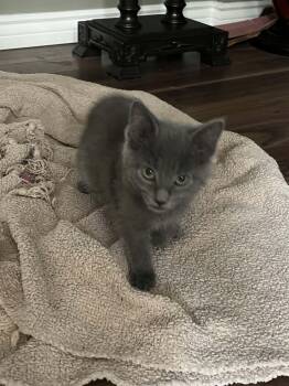 Willow bonded with Wilma -  Domestic Short Hair Cat for Adoption in Hamilton, Ontario - Willow Bonded With Wilma | PetCurious