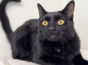 Rescue Domestic Short Hair Cats for Adoption in Republic, Washington - Tux SHY CAT SPECIAL $20 | PetCurious