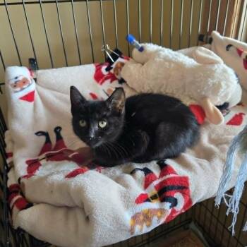 Scary Spice -  Domestic Short Hair Cat for Adoption in Lancaster, Kentucky - Scary Spice | PetCurious