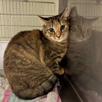 Nancy Drew -  Domestic Short Hair Cat for Adoption in Bristol, Indiana - Nancy Drew | PetCurious