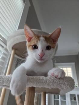 Pickles -  Domestic Short Hair Cat for Adoption in Jacksonville, Florida - Pickles | PetCurious