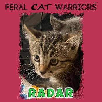 Radar -  Domestic Short Hair Cat for Adoption in Squamish, British Columbia - Radar | PetCurious