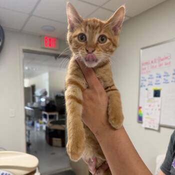 Ryder -  Domestic Short Hair Cat for Adoption in Canton, Illinois - Ryder | PetCurious